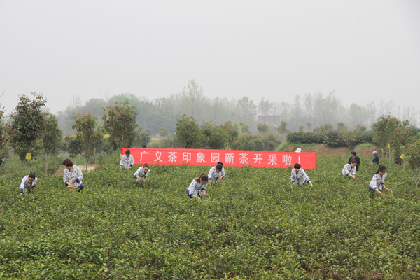 2014年廣義春茶正式開采上市啦