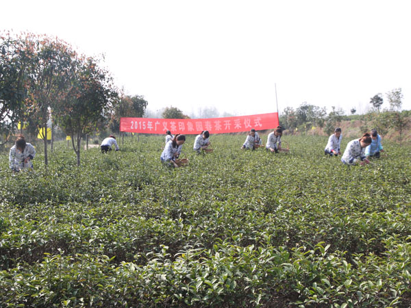 2015年廣義春茶正式開采上市啦